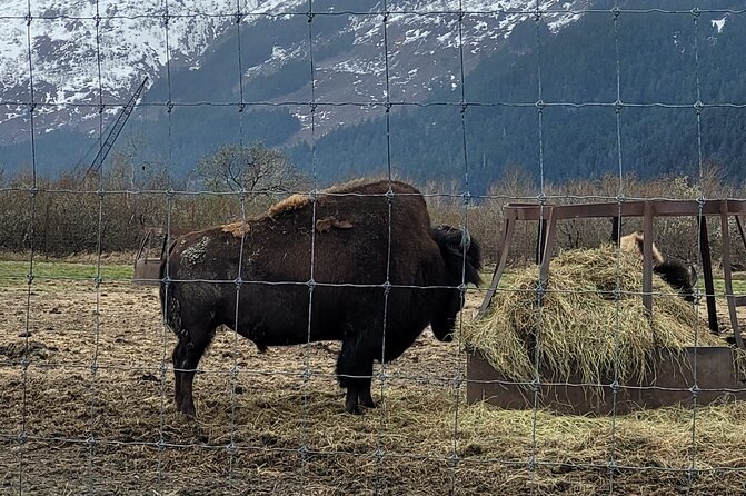 VIP Tour from Anchorage to Alaska Wildlife Conservation Center - Timing, meals, and pickup details