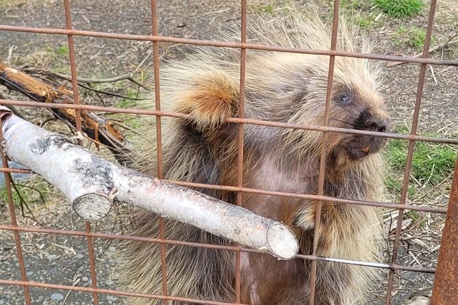 VIP Tour from Anchorage to Alaska Wildlife Conservation Center - Who should book this tour