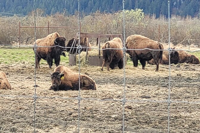 VIP Tour from Anchorage to Alaska Wildlife Conservation Center - The drive south from Anchorage
