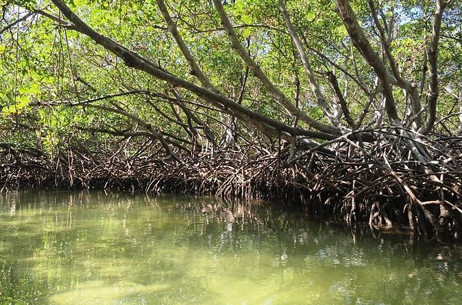 VIP tour to Paradise Island & The Mangroves - A chance to look for manatees at Estero Hondo