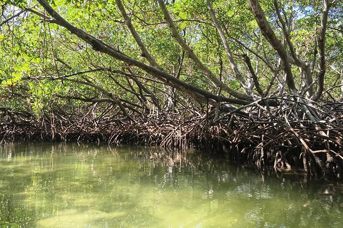 VIP tour to Paradise Island & The Mangroves - What the $158.98 price really covers