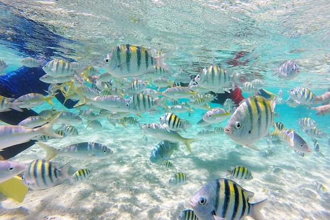 VIP tour to Paradise Island & The Mangroves - A small island with a short visit window