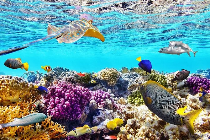 VIP -White Island & Ras Mohamed Snorkel Excursion - Three water stops, with help for nervous swimmers