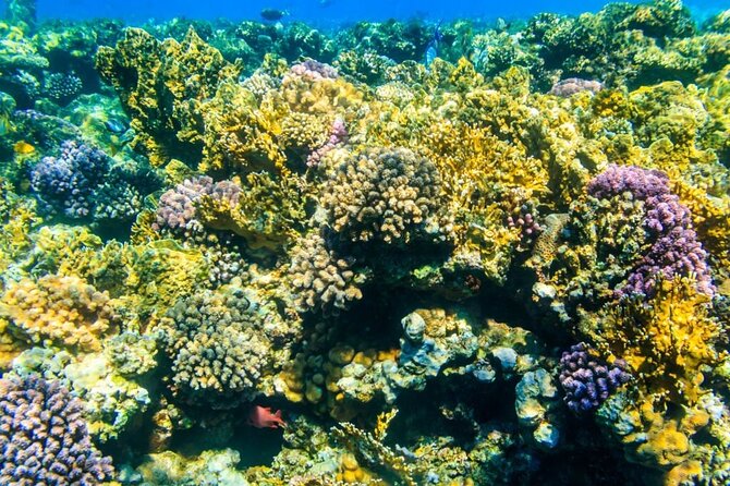 VIP -White Island & Ras Mohamed Snorkel Excursion - The guides make a real difference for beginners