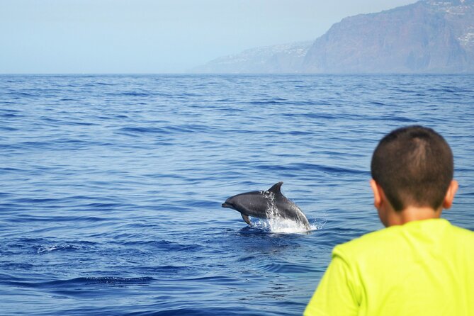 VipDolphins Luxury Whale Watching - What the $95.53 price really buys