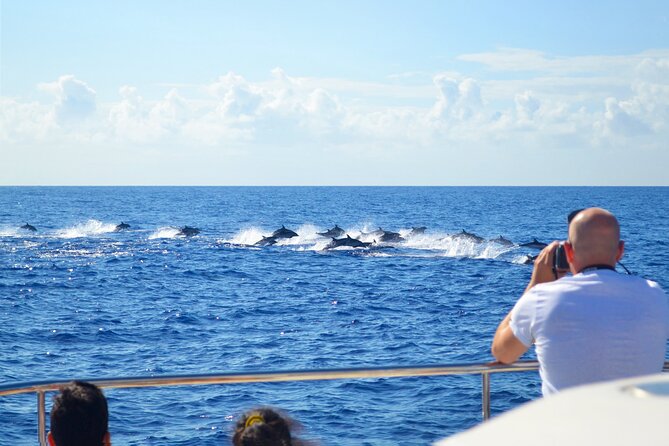 VipDolphins Luxury Whale Watching - Should you book VipDolphins?