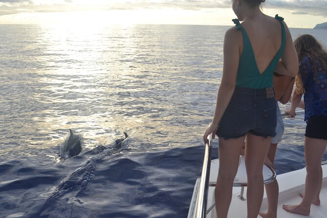 VipDolphins Luxury Whale Watching - FAQ