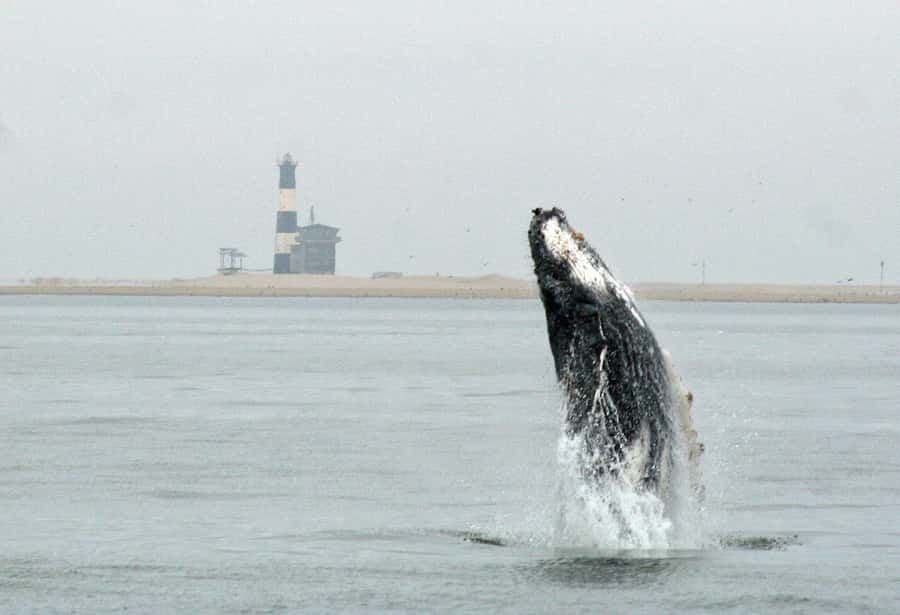 Walvis Bay: Marine Big 5 Luxury Catamaran Tour - A marine safari with a lunch table