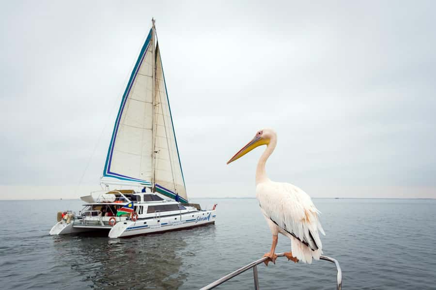 Walvis Bay: Marine Big 5 Luxury Catamaran Tour - Coffee, oyster farms and the run to Pelican Point