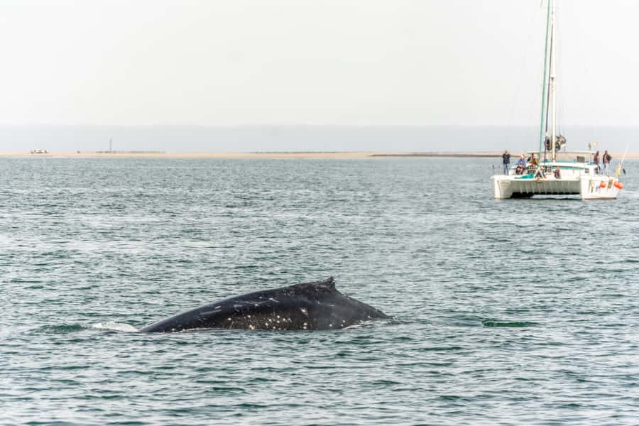 Walvis Bay: Marine Big 5 Luxury Catamaran Tour - Into open water in search of dolphins and whales