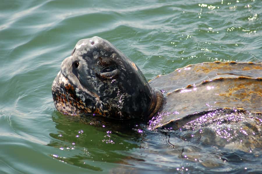 Walvis Bay: Marine Big 5 Luxury Catamaran Tour - Checking in at Walvis Bay Waterfront