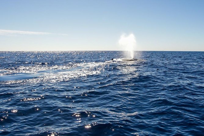 Whale Watching in Cabo San Lucas on board our Luxury Trimaran! - Why Cabo’s January to April whale season matters