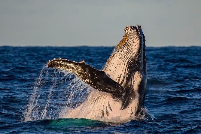 Whale Watching in Cabo San Lucas on board our Luxury Trimaran! - Searching for gray and humpback whales