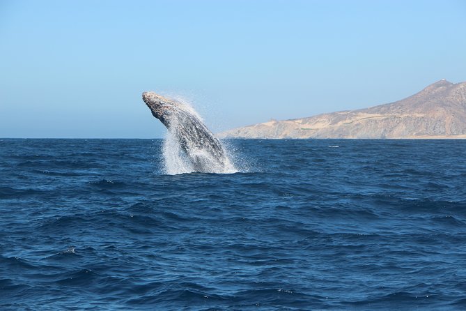 Whale Watching in Cabo San Lucas on board our Luxury Trimaran! - Pickup, timing, and the meeting point