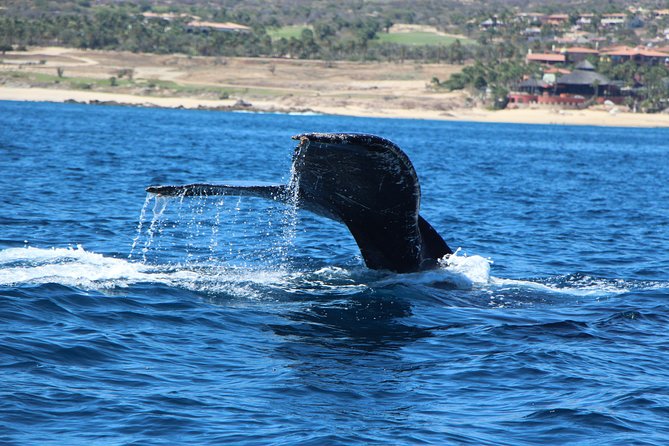 Whale Watching in Cabo San Lucas on board our Luxury Trimaran! - Setting out from Cabo San Lucas Bay