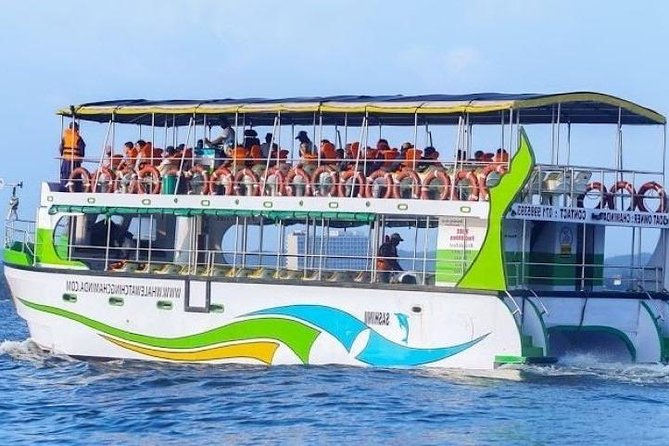Whales and Dolphins Watching-Luxury Super Grade Cruiser(Hotel Pick up offered) - What you might see beyond blue whales