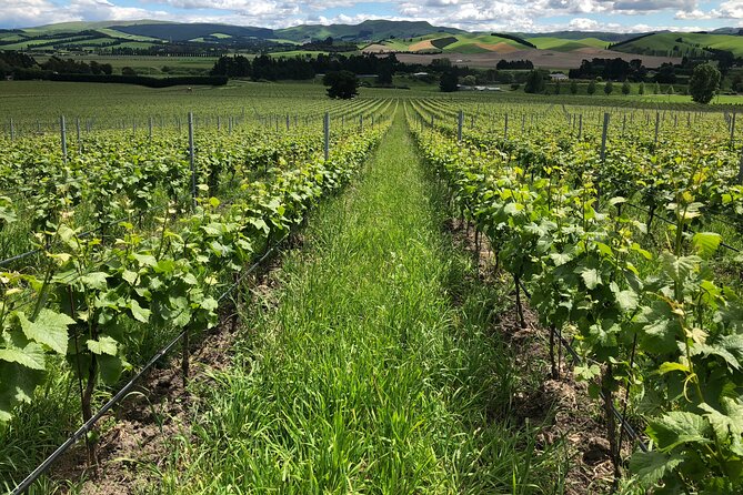 Wine trail and Christchurch City - Luxury, Small Group Tour - A small van makes a real difference
